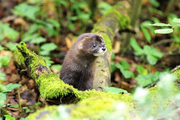 Près de 183 000 espèces d'animaux, de végétaux ou de bactéries recensées en France en 2018